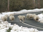 SX02520 Sheep on snowy road.jpg